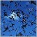 This horde of bats could contain possible carriers of the rabies virus