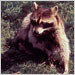 Raccoons can also be vectors of the rabies virus, transmitting the virus to humans and other animals