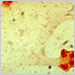 Cerebrospinal fluid culture positive for Haemophilus influenzae, type b (Gram stain)