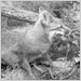 Rabid fox in wooded area