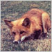 Foxes too, may be possible vectors of the rabies virus, transmitting it to humans and other animals