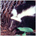 Approximately a third of reported animal rabies is attributed to the wild skunk population