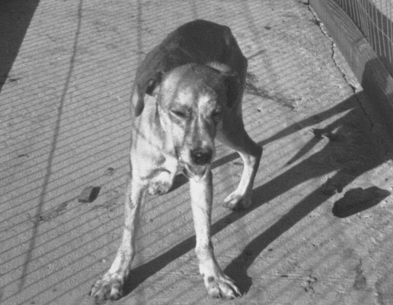 Rabies Images | Immunize.org
