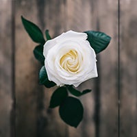 Top-down view of a single white rose.